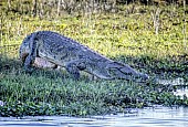 Nile Crocodile on River Bank