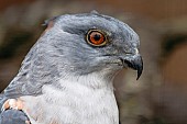 African cuckoo-hawk close-up