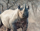 Black Rhino