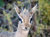 Male Damara Dik-Dik