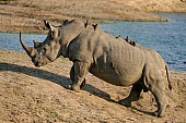 Rhino Climbing Bank Reference Photo