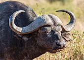 Buffalo Bull, Close-up