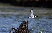 Pied Kingfisher