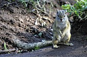 Tree Squirrel