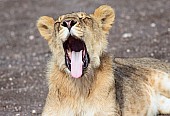 Juvenile Male Lion Yawning