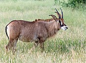 Roan Antelope in Long Grass