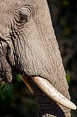 Elephant Close-up, Profile View