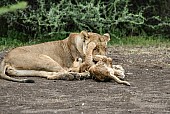 Affectionate Lioness with Cub
