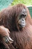 Captive Orangutan