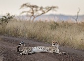 Male Cheetah at Dusk