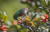 Southern Double-collared Sunbird