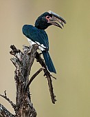 Trumpeter Hornbill on Old Tree Stump