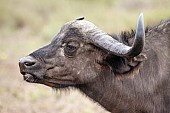 African Buffalo Cow