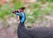 Helmeted Guineafowl Head and Neck, Side View