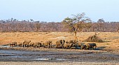 Elephant Herd Walking Waterhole, Scenic View