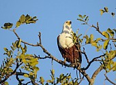 African Fish Eagle