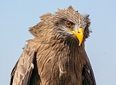 Close-up of Yellow-billed kite