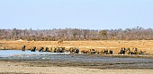 Elephant Herd