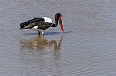 Saddle-billed Stork Fishing