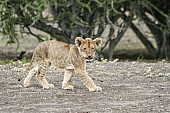 Lion Cub