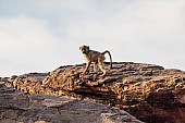 Chacma Baboon