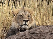 Male Lion