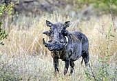 Warthog Boar