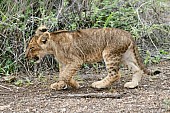 Lion Cub Walking, Side-On