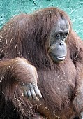 Captive Orangutan