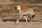 Spotted Hyena