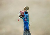 Helmeted Guineafowl Close View of Head & Neck