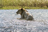 Lion Climbing from River Shallows