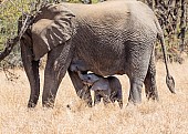 Elephant Baby and Mother