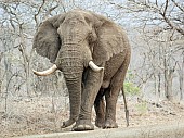 Elephant Bull on Road