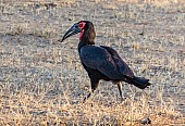 Southern Ground-Hornbill in Winter Vegetation