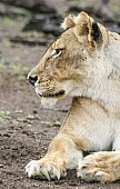Lioness in Profile