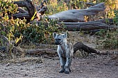 Hyena Pup