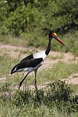 Saddle-billed Stork