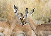 Impala Fawns