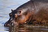 Hippo Close-up