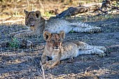 Lion Cub Pair Relaxing in Shady Spot