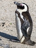 African Penguin