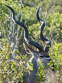 Kudu Bull, Head Shot