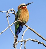 White-fronted Bee-eater