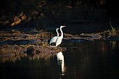 Great Egrets on Water's Edge