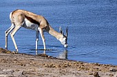 Female Springbok Drinking