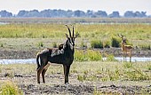 Sable Antelope