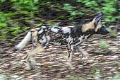 Wild Dog