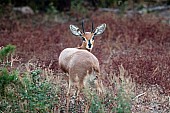 Male Steenbok Lookng Back