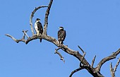 African Hawk Eagle